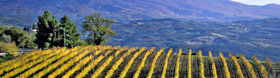 Tuscany wines